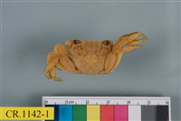 藏品(斑點擬相手蟹)的圖片